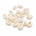 BUZIOS PARTIDOS PEQUEÑOS (MEDIDAS APROX 1,2 /1,6CM x 1 KG - Imagen 2