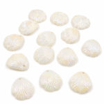 BOLSA x 500 GRS CONCHAS DE MAR WHITE TORNASOL - Imagen 2