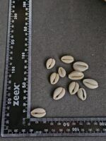 BOLSA BUZIOS PARTIDOS PEQUEÑOS
(MEDIDAS APROXIMADAS 1,2CM Y 1,6CM C/U).
X 1 KG. - Imagen 3